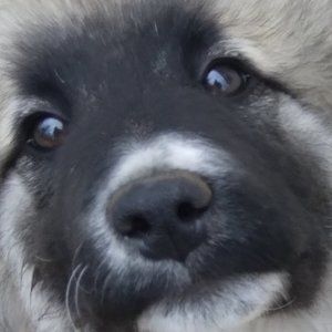 Meet your Posher, Cassidy